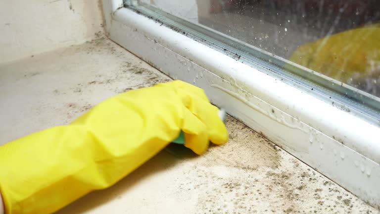 Best Mold Prevention Services  in Nanawale Estates, HI